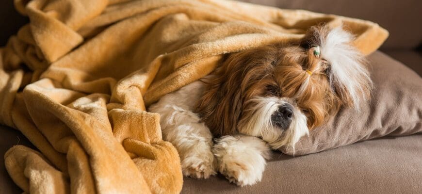 Funny,Puppy,Shih,Tzu,Dog,Lying,On,Couch,Under,Plaid